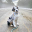 Dog Rope Leash - Dandy