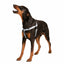 Silver Freedom No-Pull Dog Harness