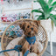 Dog Adjustable Harness - Denim