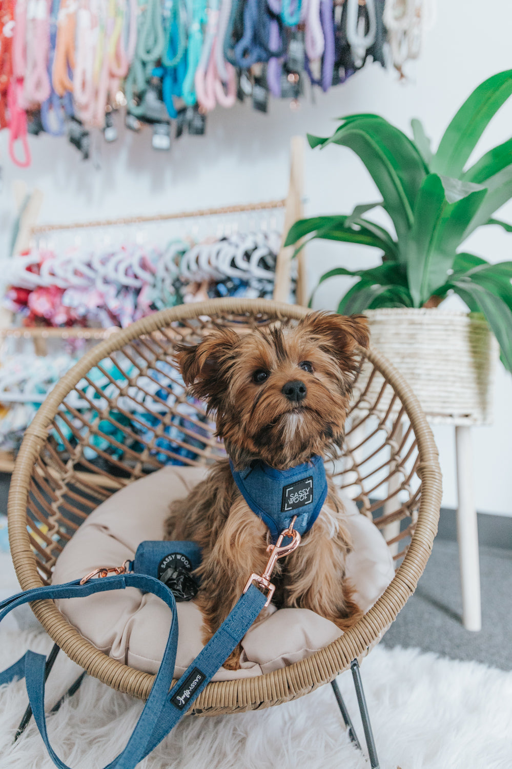 Dog Adjustable Harness - Denim