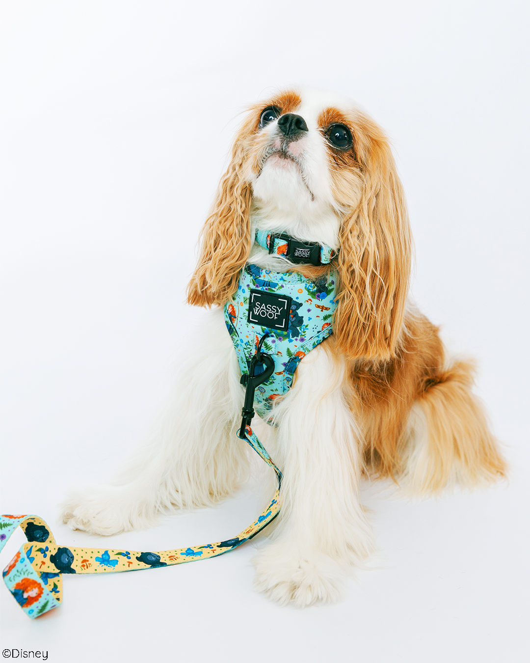 Dog Collar - Disney's Merida