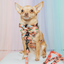 Dog Leash - Disney's Moana