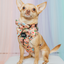 Dog Adjustable Harness - Disney's Moana