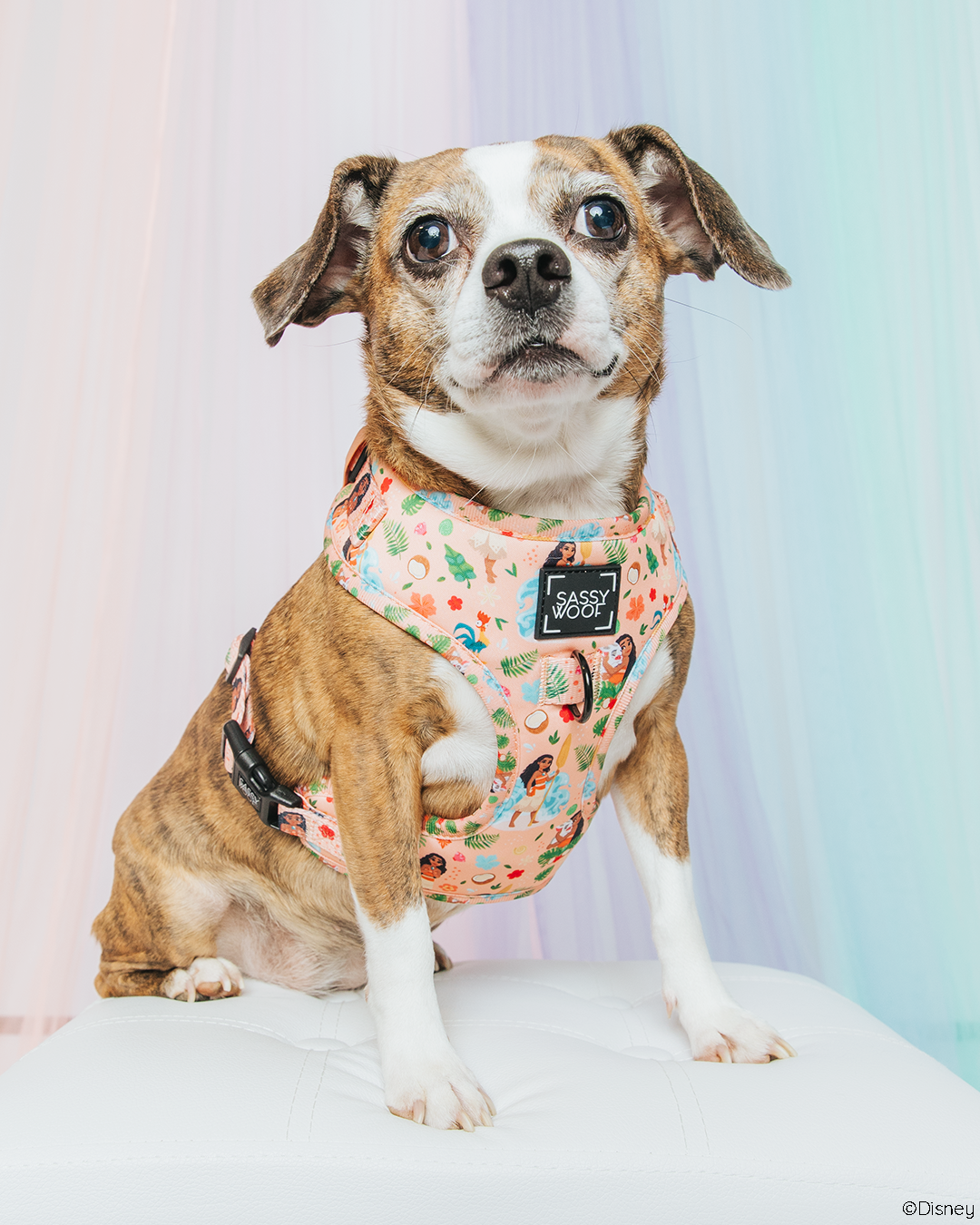 Dog Adjustable Harness - Disney's Moana