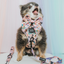 Dog Adjustable Harness - Disney's Pocahontas