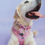Dog Adjustable Harness - Disney's Rapunzel
