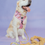 Dog Adjustable Harness - Disney's Rapunzel