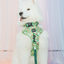 Dog Collar - Disney's Tiana