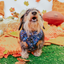 Dog Adjustable Harness - Spellbound