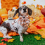Dog Adjustable Harness - Squad Ghouls