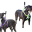 Step in Dog Harness by cuteNfuzzyÂ®