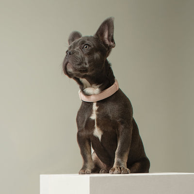 City Collar - Madison
