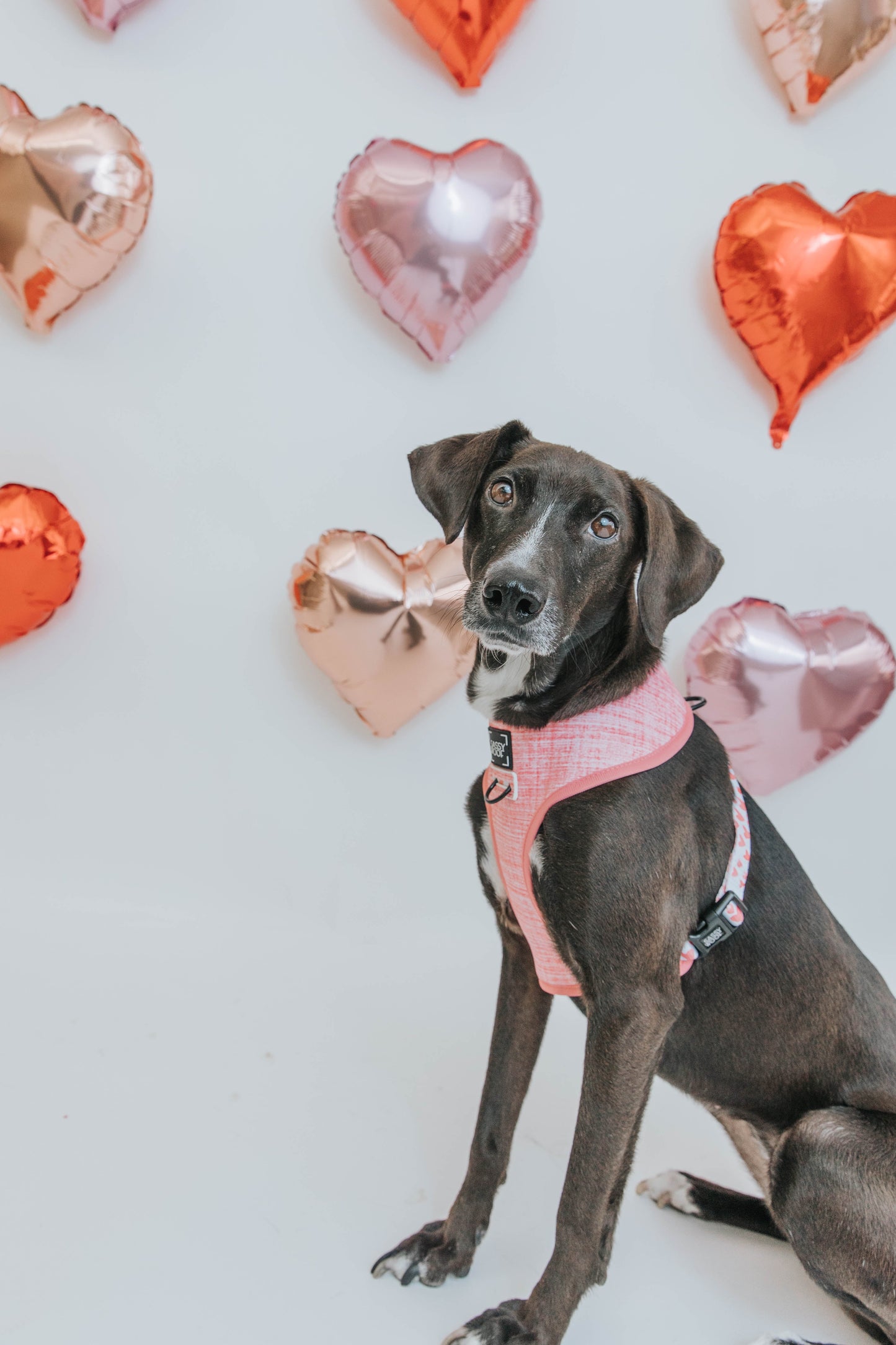 Dog Reversible Harness - Dolce Rose