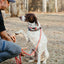 Dual Control Leash, 7'