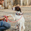 Dual Control Leash, 7'