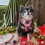 Dog Leash - Dusty Rose