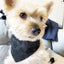 'Andy' Reversible Pet Bandana