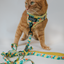 Cat Leash - Zest Friends