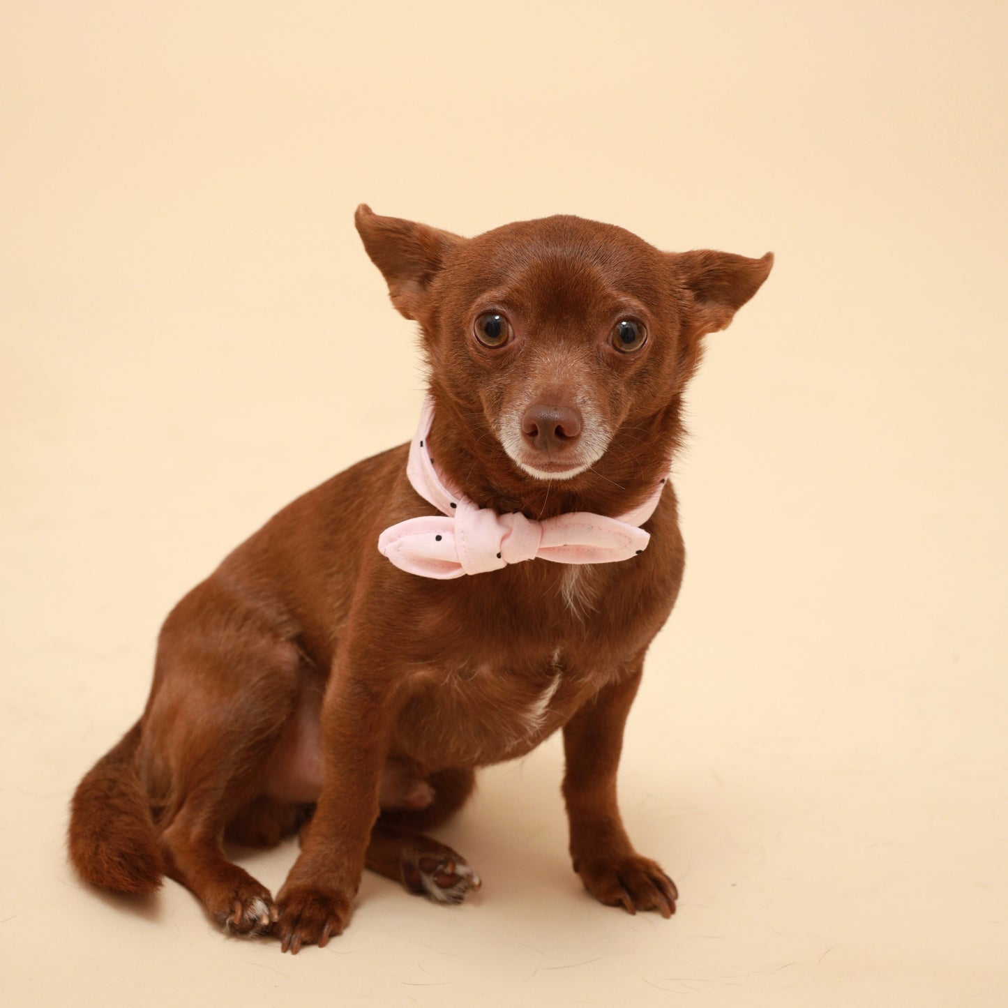 Pink Polka Dot Neckerchief