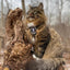 K9R - M1 Lightspeed Harness for Cats