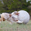 Better Sporting Dogs 25” Heavy Duty Sheep Lookalike Herding Ball for Dogs