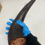 Bison Horn (Grass Fed & Finished)