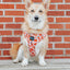 Dog Adjustable Harness - Pie There!
