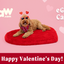 Paw.com Gift Card