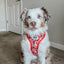 Dog Adjustable Harness - Hello Kitty® Red Classic