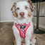 Dog Adjustable Harness - Looney Tunes™ Pink