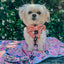 Dog Adjustable Harness - Disney's Mulan