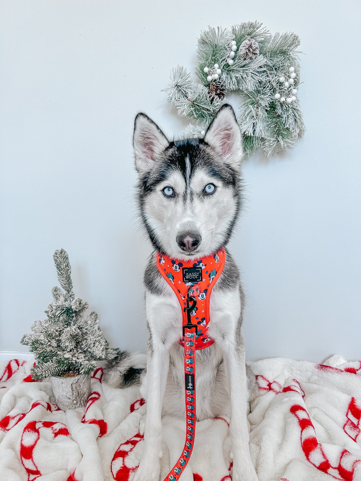 Dog Adjustable Harness - Disney Holiday Collection