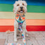 Dog Adjustable Harness - Love You Fur You