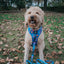 Dog Collar - Blue's Clues™