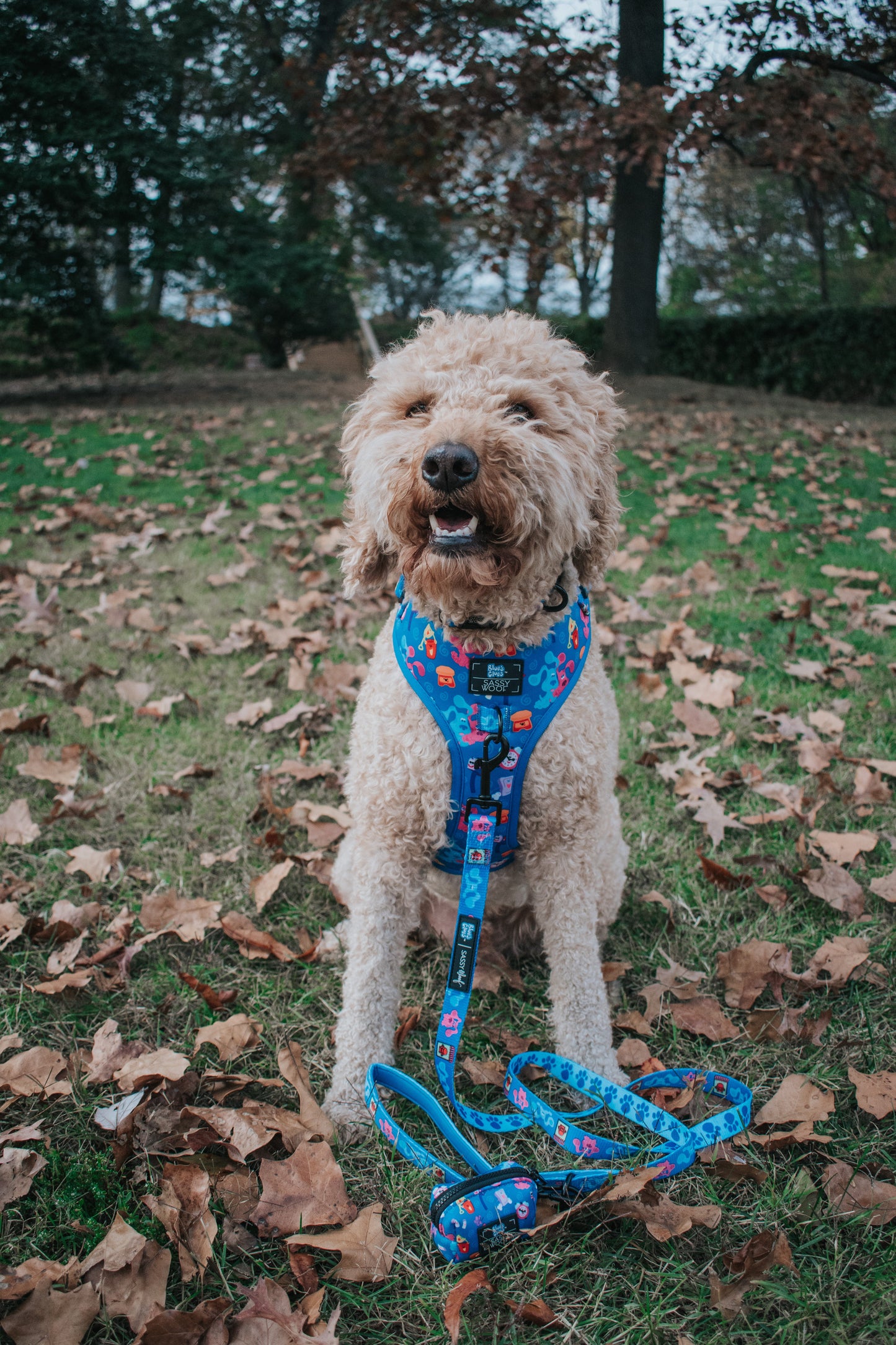 Dog Collar - Blue's Clues™