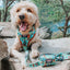 Dog Leash - Scooby-Doo™