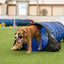 Better Sporting Dogs 10 ft Dog Agility Tunnel with Sandbags – Training Tunnel for Backyard Agility Courses