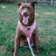 Dog Adjustable Harness - Disney's Mulan