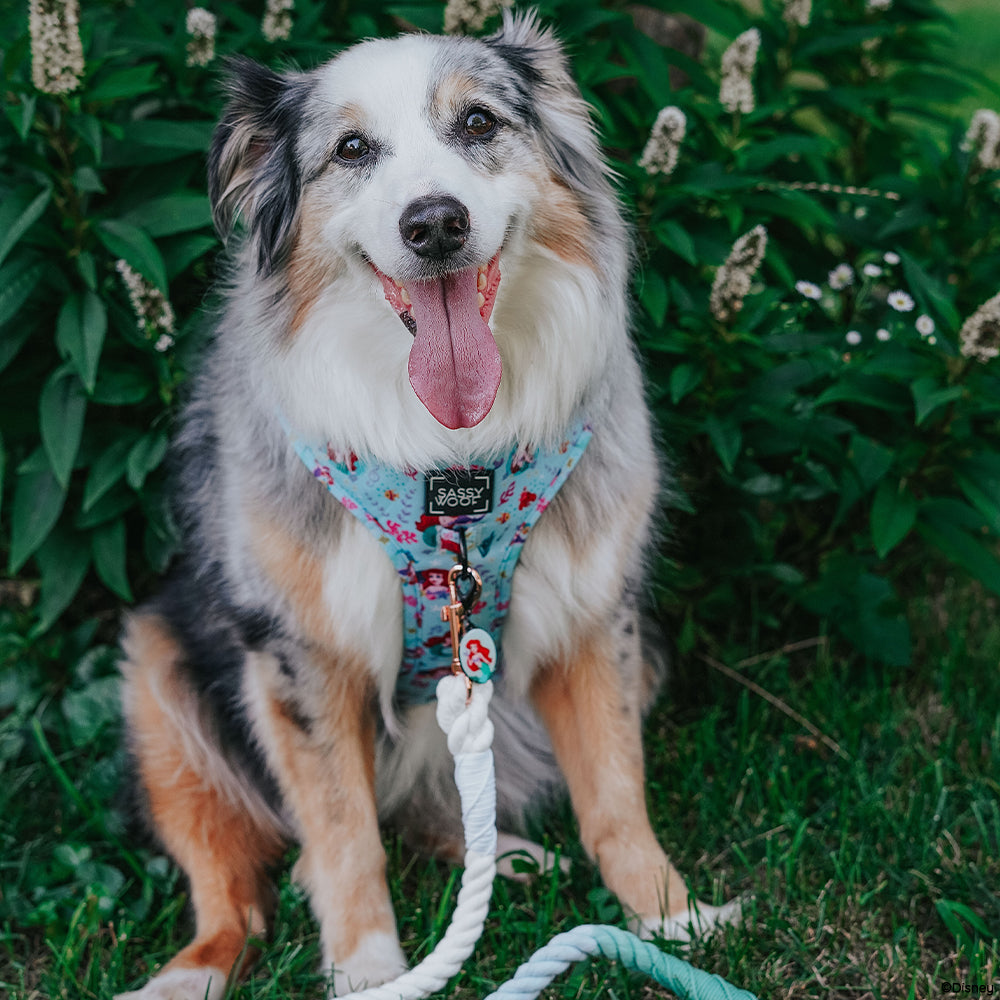 Dog Collar - Disney's Ariel