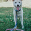 Dog Collar - The Powerpuff Girls™ (Blue)
