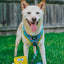 Dog Adjustable Harness - SpongeBob SquarePants™ Jelly Fishin'