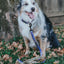 Dog Leash - Mojo Jojo™