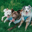 Dog Adjustable Harness - STAR WARS™ The Mandalorian™
