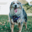 Dog Adjustable Harness - Mojo Jojo™