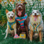Dog Adjustable Harness - SpongeBob SquarePants™ and Friends