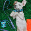Dog Collar - STAR WARS™ The Mandalorian™