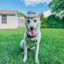 Dog Bucket Hat - Pupfluencer