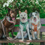Dog Adjustable Harness - Apple of My Eye