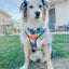 Dog Adjustable Harness - Love You Fur You