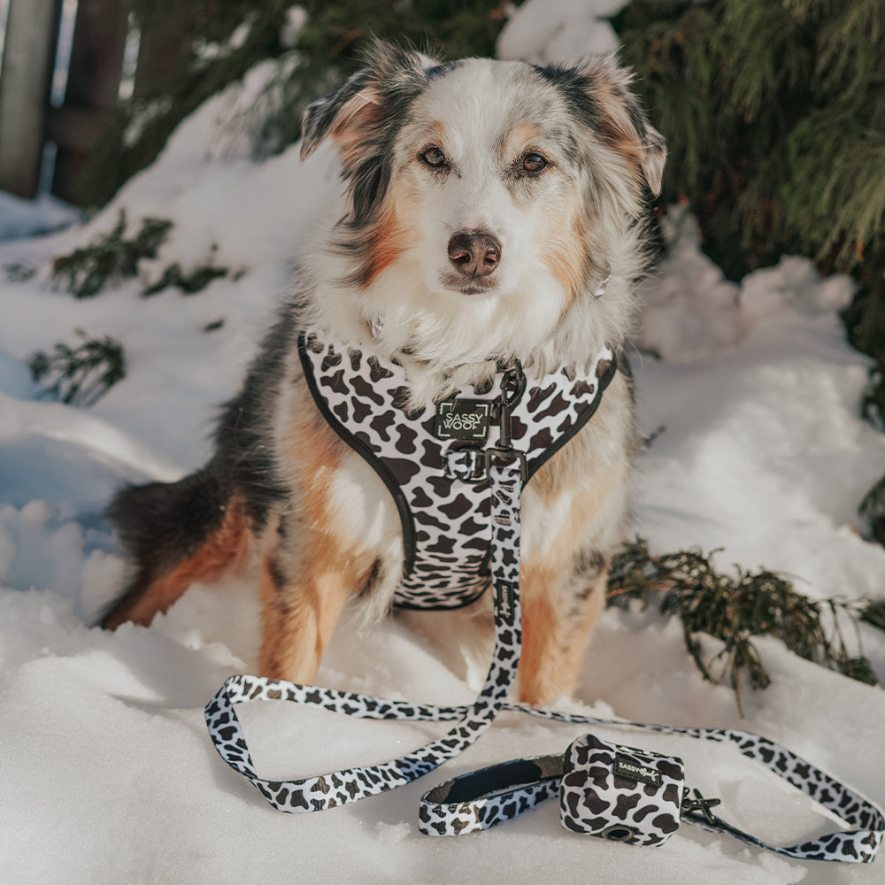 Dog Collar - Whole Milk